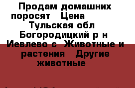 Продам домашних поросят › Цена ­ 2 500 - Тульская обл., Богородицкий р-н, Иевлево с. Животные и растения » Другие животные   